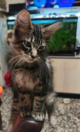 Maine coon