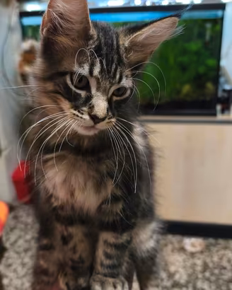 Maine coon