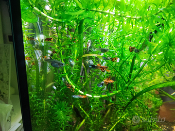 Guppy a Piombino (LI)