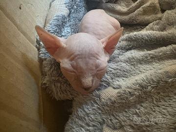Cuccioli Sphynx