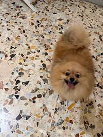Spitz di Pomerania