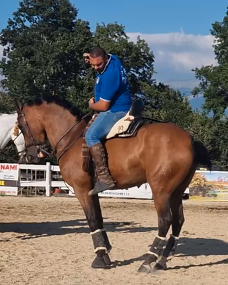 Cavallo