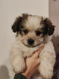 Cuccioli bichon havanese