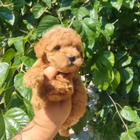 Barboncino Cuccioli Toy