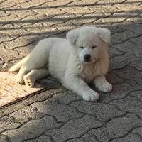 Cuccioli di Akita Inu con pedigree