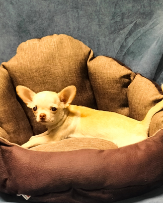 Cihuahua cucciolo