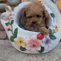 Louise barboncino mini