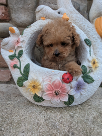 Louise barboncino mini