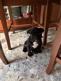Cucciolo bulldog francese