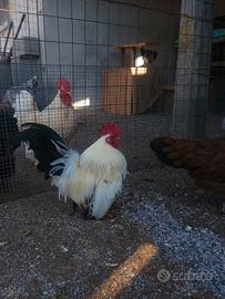 Gallo Chabo/Nagasaki