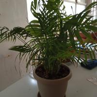 Chamaedorea Elegans