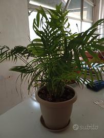 Chamaedorea Elegans