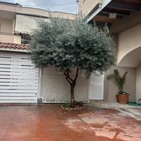 Pianta di Ulivo