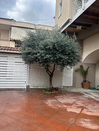 Pianta di Ulivo