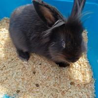 Coniglio testa di leone