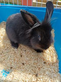 Coniglio testa di leone