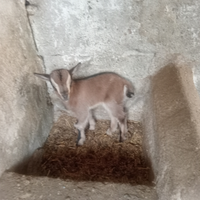 Capretta scamosciate