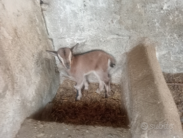 Capretta scamosciate