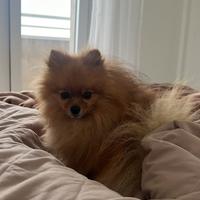 Monta Pomerania pedigree enci
