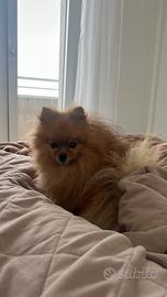 Monta Pomerania pedigree enci