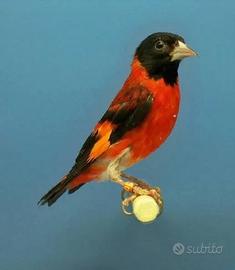 Cardinalini allevati a mano