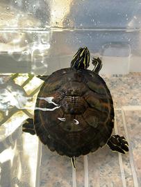 Tartaruga d'acqua