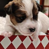 Cuccioli Jack Russell Terrier pelo Ruvido Broken