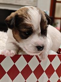 Cuccioli Jack Russell Terrier pelo Ruvido Broken