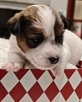 Cuccioli Jack Russell Terrier pelo Ruvido Broken