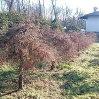 Piante di Acer disectum, palmatum