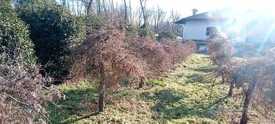 Piante di Acer disectum, palmatum