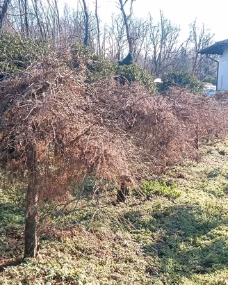 Piante di Acer disectum, palmatum