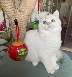 British Shorthair