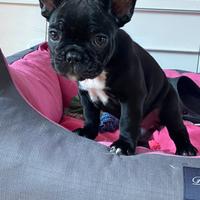 Cucciola bulldog francese