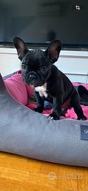 Cucciola bulldog francese