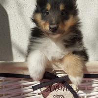 Pastore scozzese collie