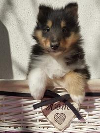 Pastore scozzese collie