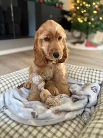 Cucciolo di Cocker Spaniel
