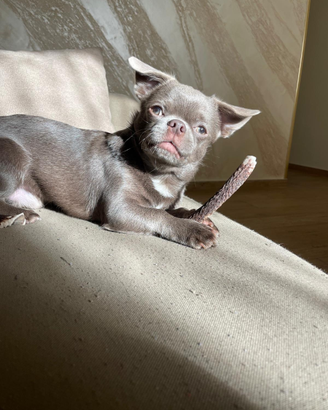 Chihuahua