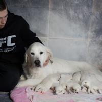 Golden retrieve line inglesi