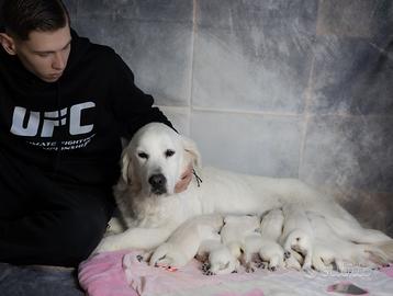 Golden retrieve line inglesi