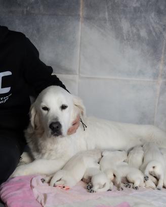 Golden retrieve line inglesi