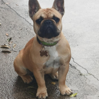 Bulldog francese femmina