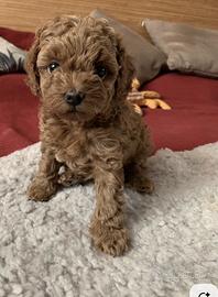 Artù Barboncino nano 80 mese