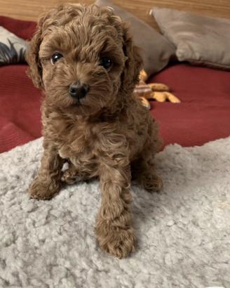 Artù Barboncino nano 80 mese