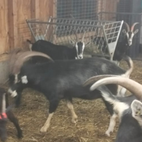 Becco capra frisa valtellinese