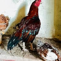 Pulcini Razza Antica