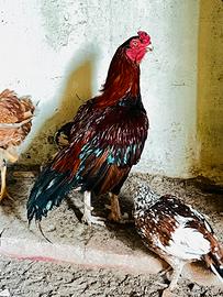 Pulcini Razza Antica