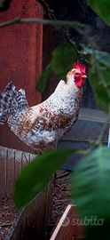 Gallo razza legbar