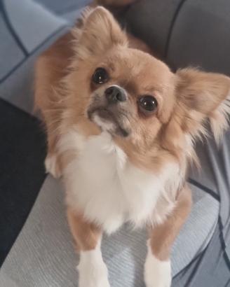Chihuahua per Monta